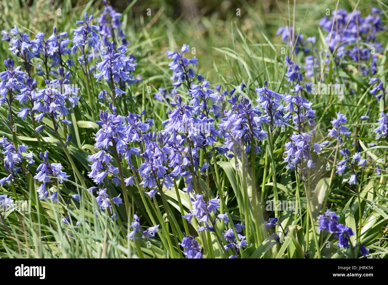 Scottish Bluebells Stock Photo Alamy