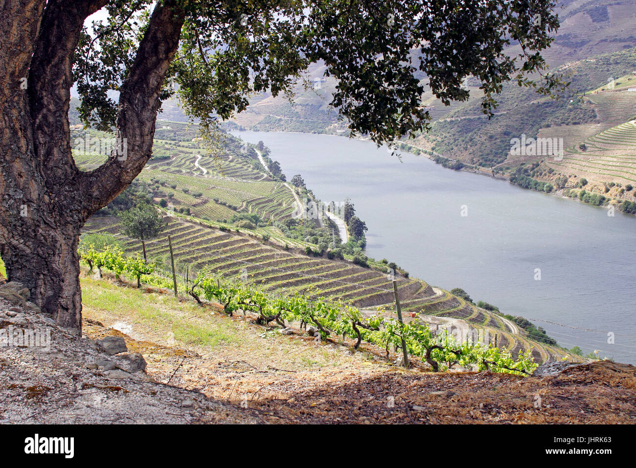 Terraced port wine vineyards along the Douro River Portugal Stock Photo