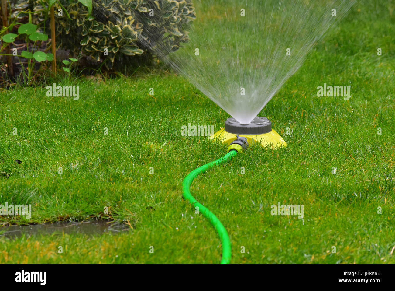 Garden sprinkler and hose Stock Photo Alamy