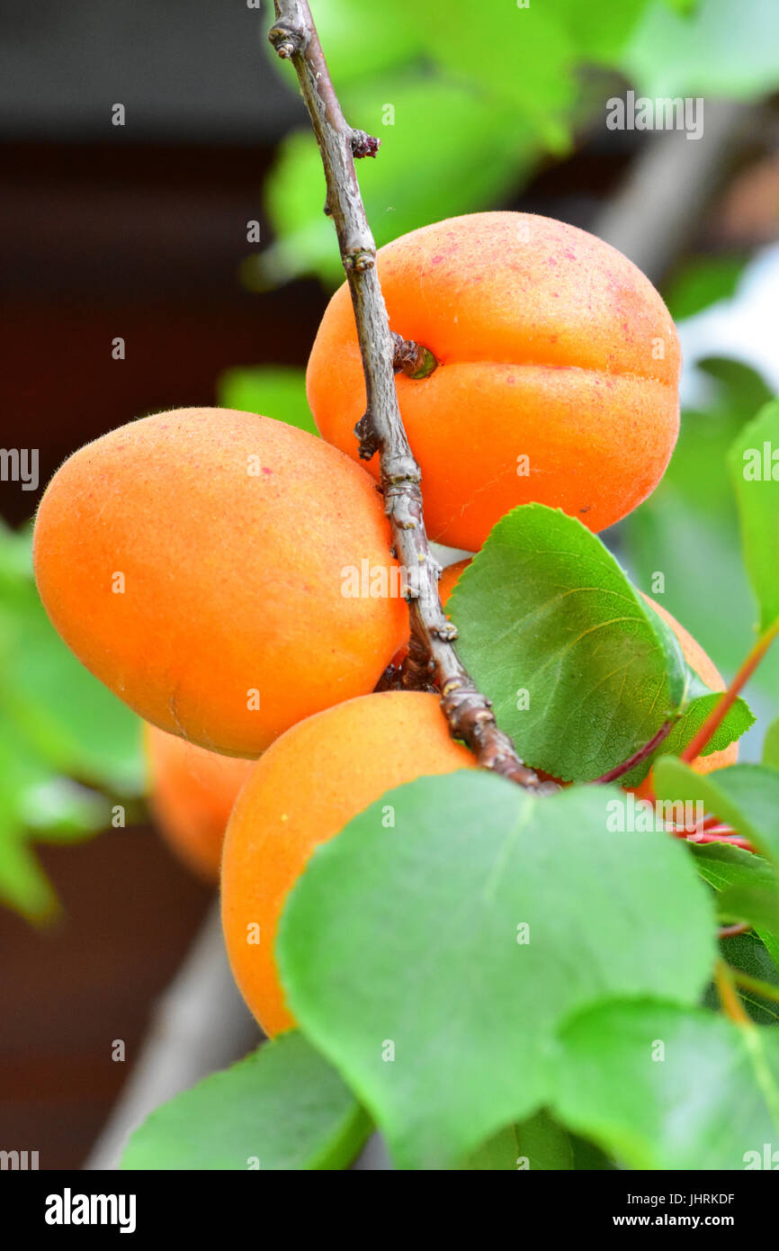 Apricots on tree in English Garden Stock Photo Alamy