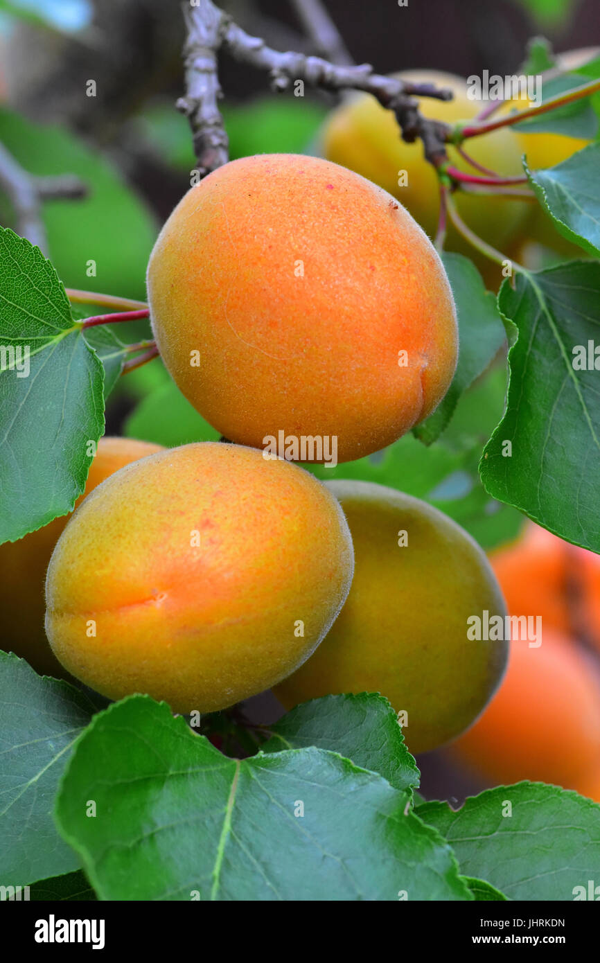 Apricots on tree in English Garden Stock Photo Alamy
