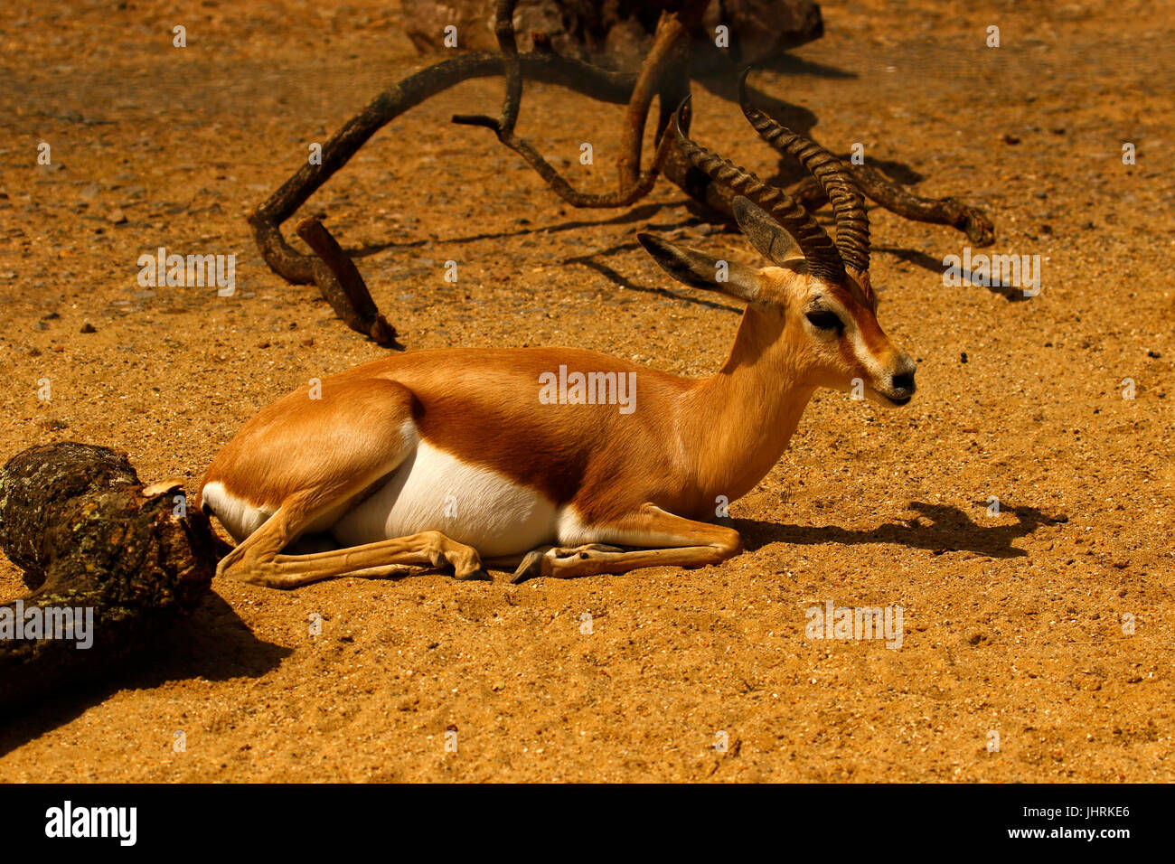 Cute Dorcas Gazelle a vulnerable species Stock Photo