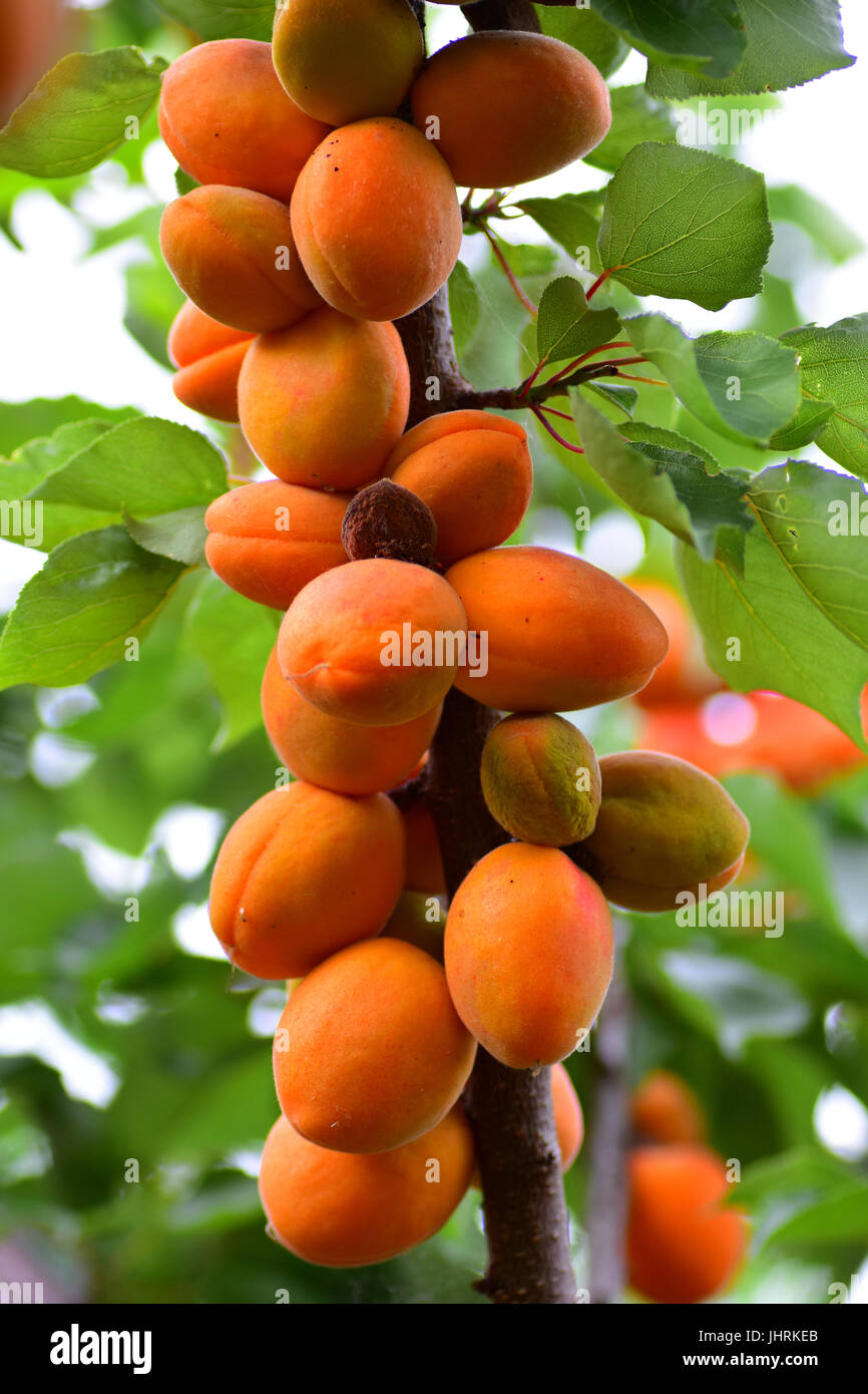 Apricots on tree in English Garden Stock Photo Alamy