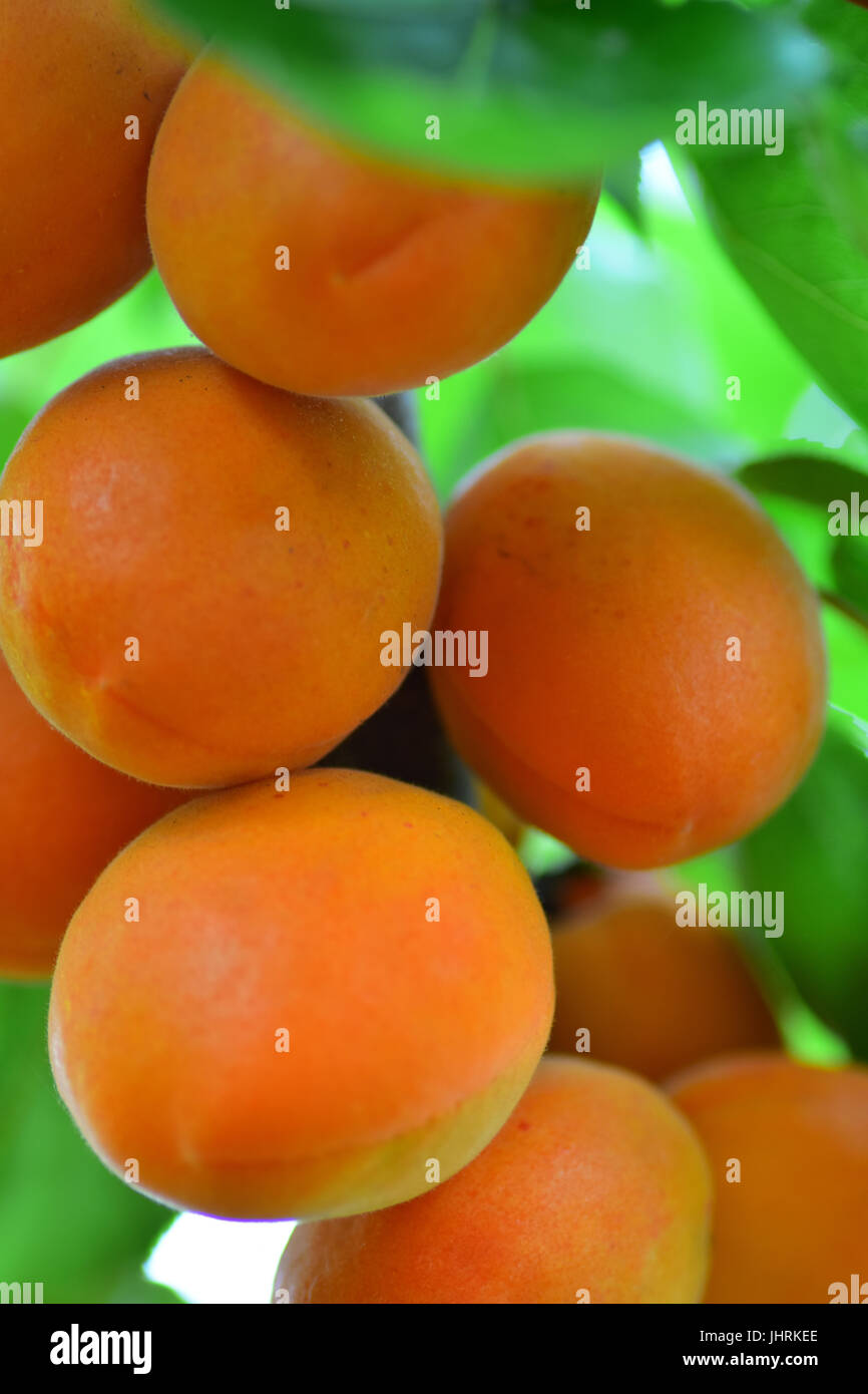 Apricots on tree in English Garden Stock Photo Alamy