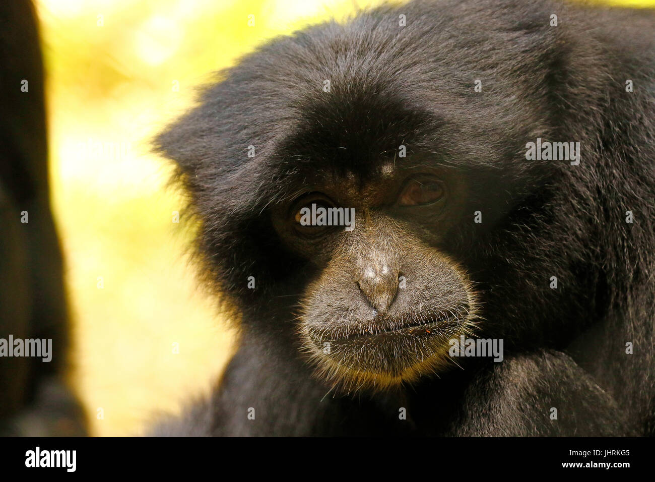 Gibbons also known as Smaller or Lesser apes Stock Photo Alamy