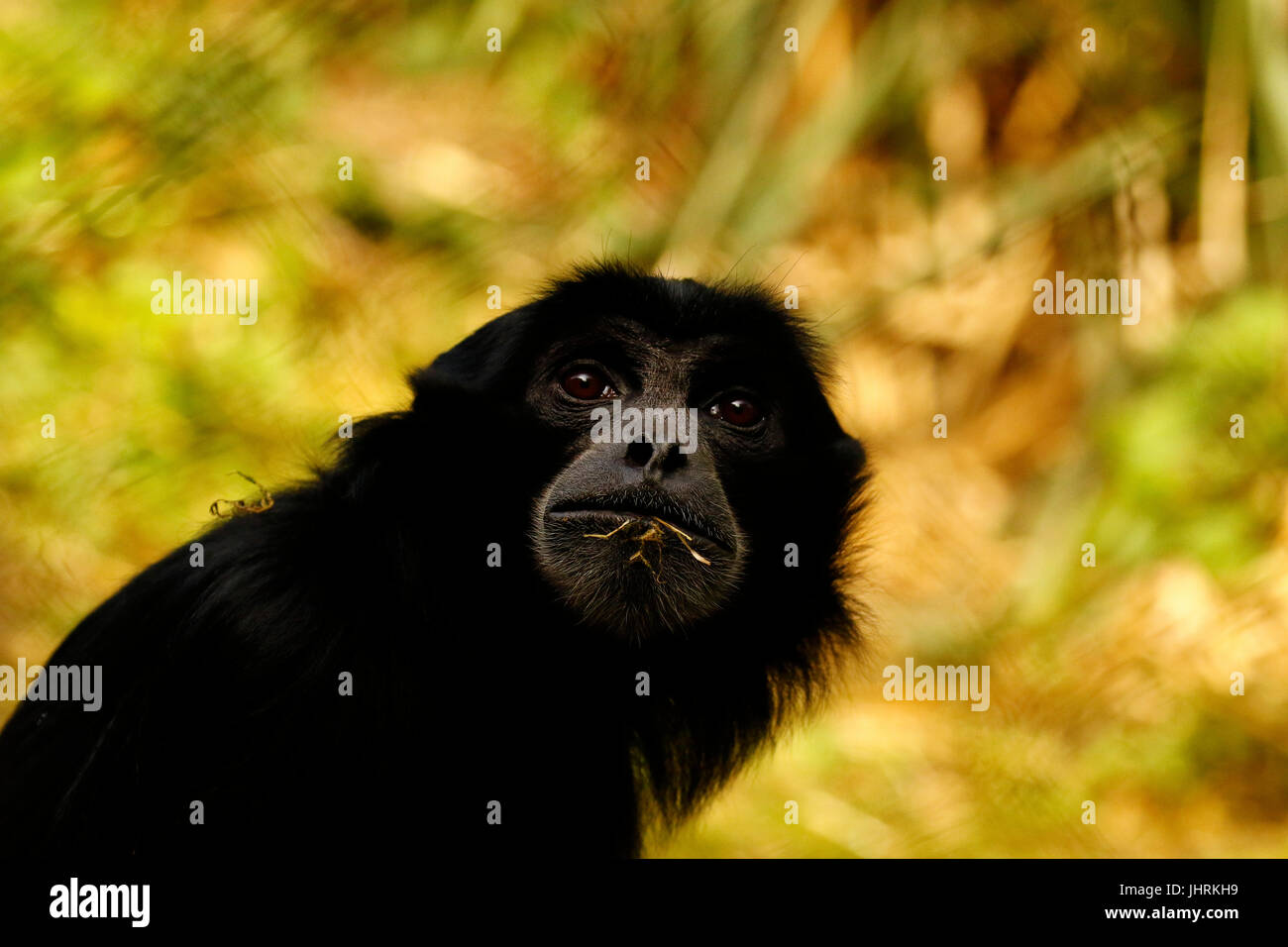 Lesser apes hires stock photography and images Alamy