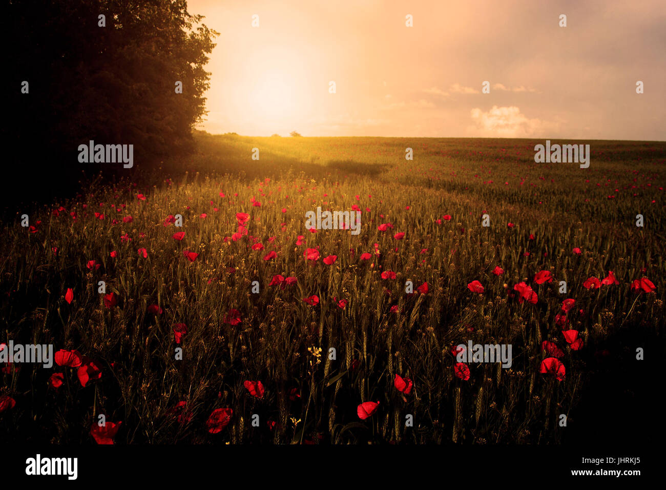 Colorful poppy landscape hi-res stock photography and images - Alamy