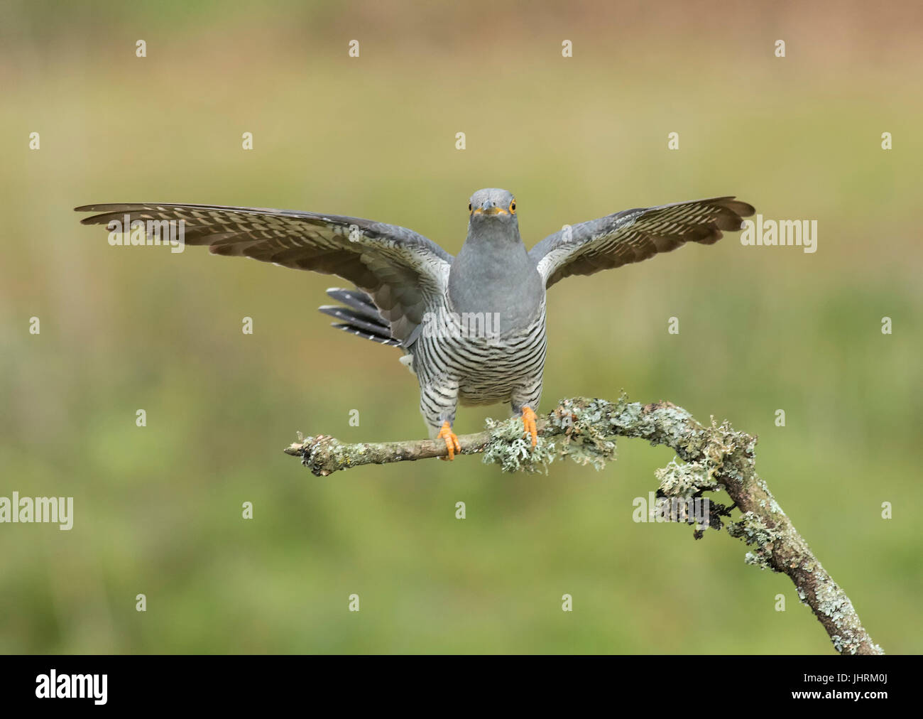 Adult Male Cuckoo landing on Lichen Covered branch, Thursley Common, Surrey Stock Photo