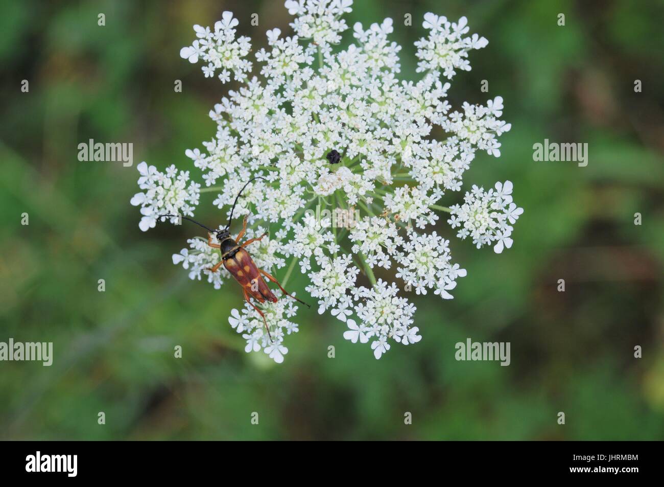 Brown bug on a white weed Stock Photo