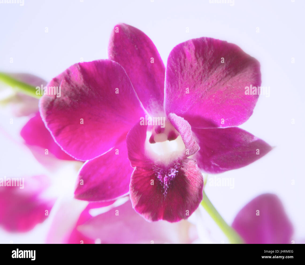 Dendrobium “Red Bull” Orchid Stock Photo