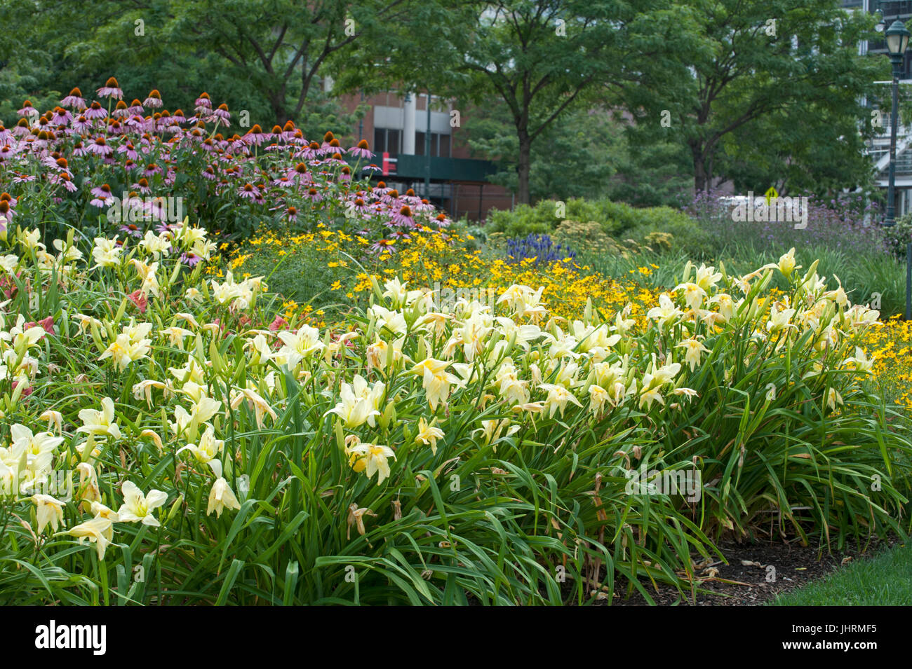 In July, day lilies and coneflowers bloom in Hudson River Park, a five