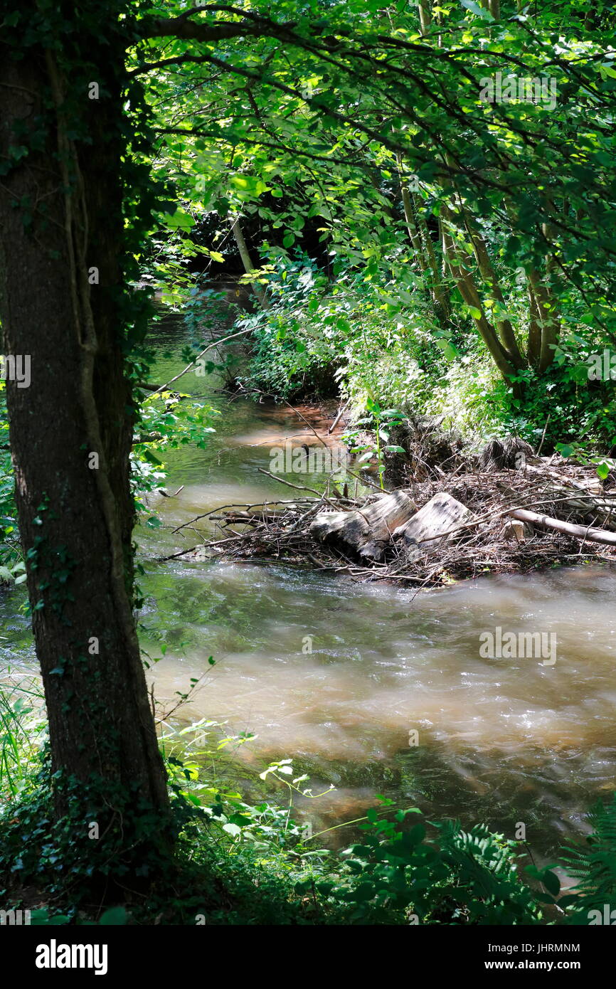 Biberbau, Biber, Biberdamm, Damm an der Lauter im Elsaß, Frankreich Stock Photo
