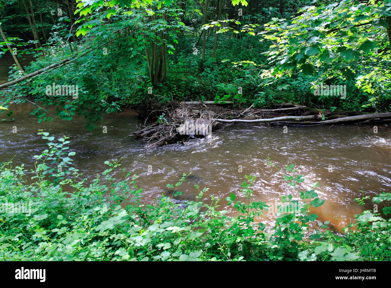 Biberbau, Biber, Biberdamm, Damm an der Lauter im Elsaß, Frankreich Stock Photo