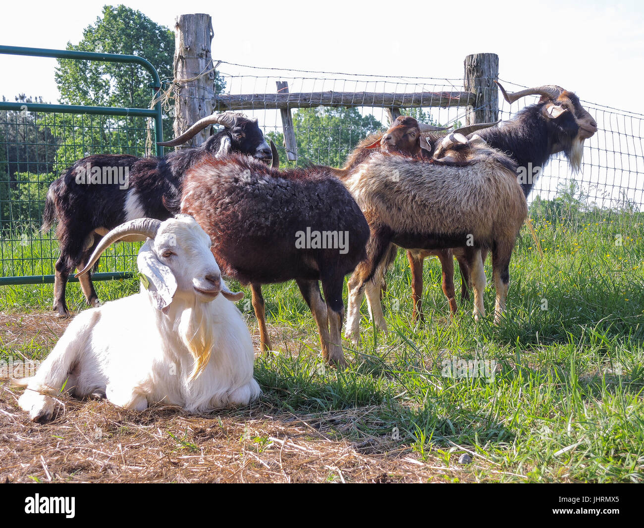White goat reclining, brown goats in background, fenced in field Stock Photo
