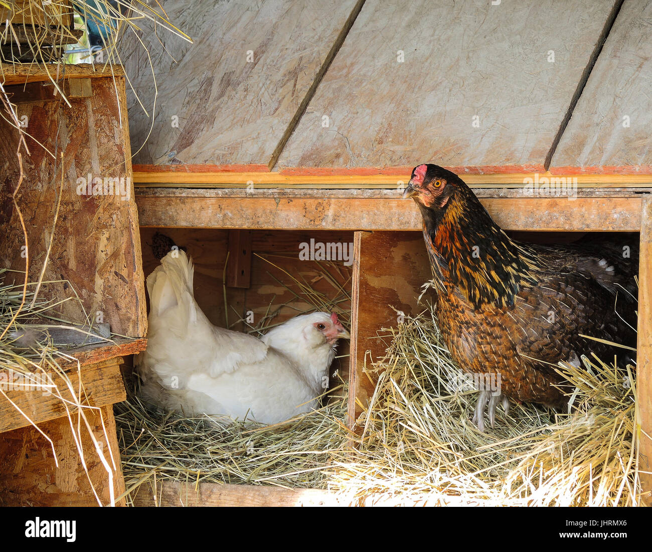 Hens in hen house, laying eggs Stock Photo