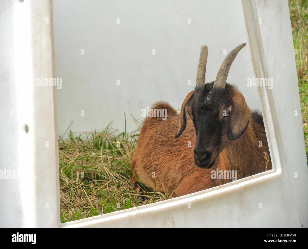 Brown goat lying down in PVC farm housing Stock Photo Alamy