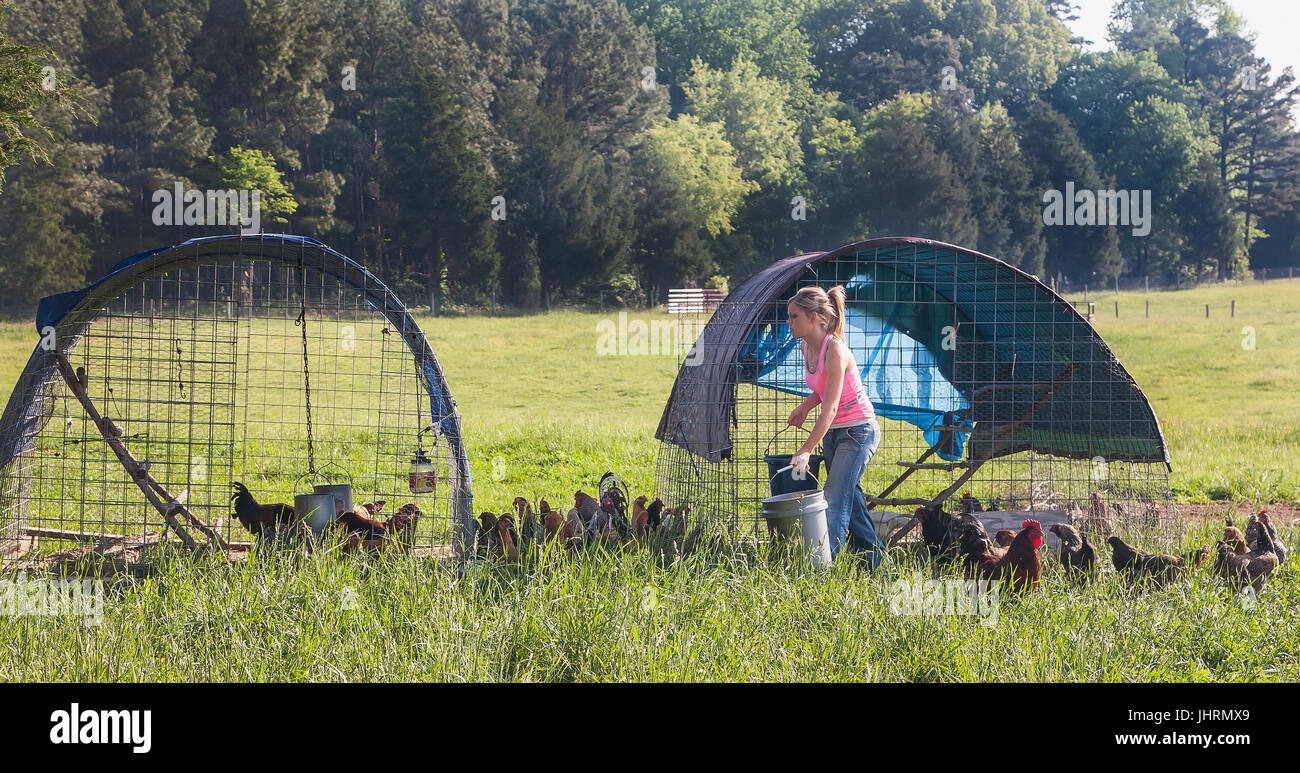 Young woman holds bucket of feed for hens,movable hen houses for grazing rotation Stock Photo