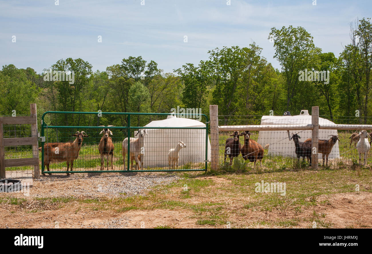 Goats behind fence near PVC farm housing Stock Photo