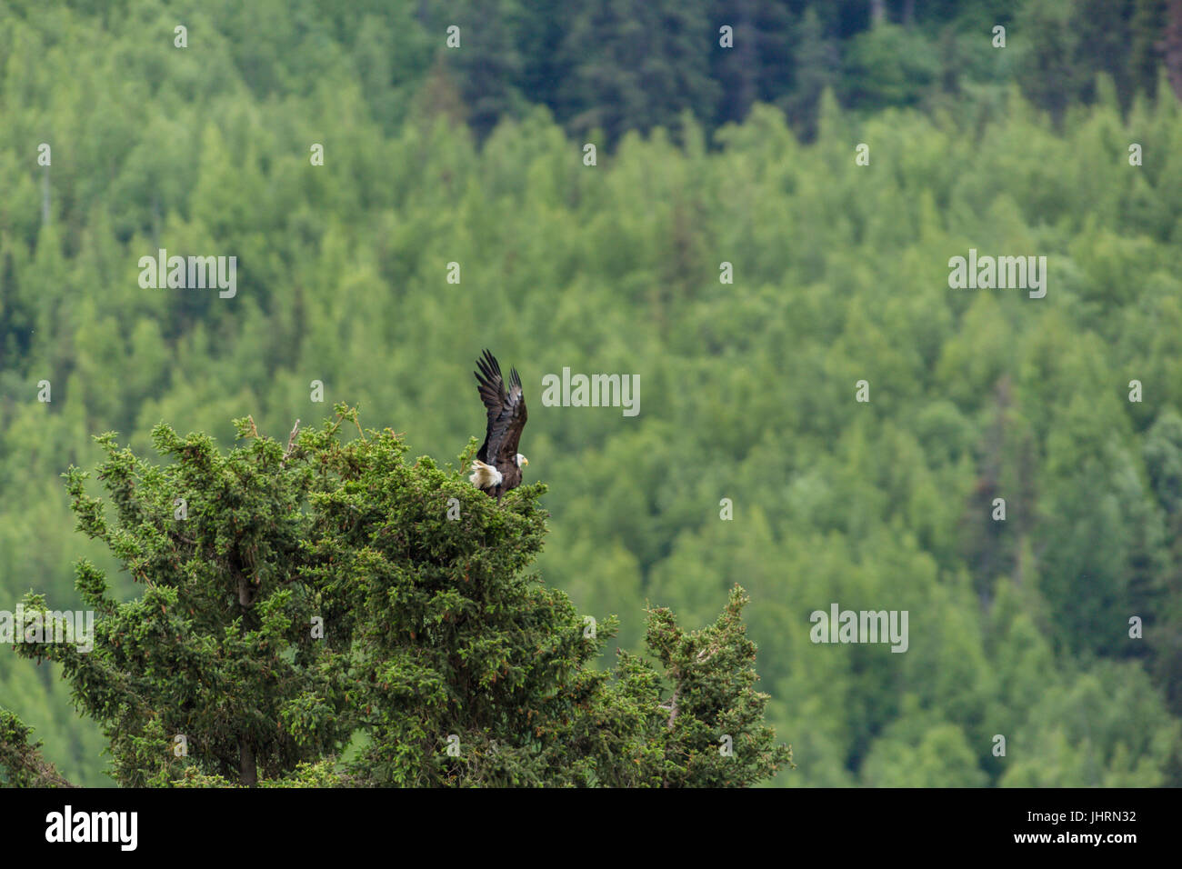 Bald Eagles, Cooper Landing, Kenai Peninsula, Alaska, USA Stock Photo