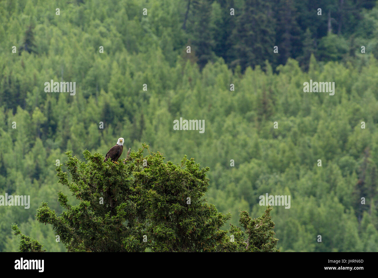 Bald Eagles, Cooper Landing, Kenai Peninsula, Alaska, USA Stock Photo
