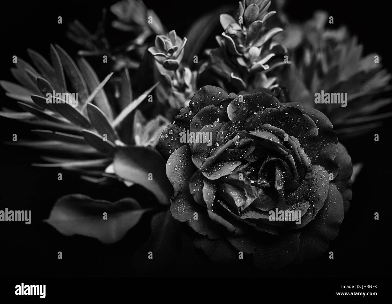 Studio backdrop Black and White Stock Photos & Images - Alamy