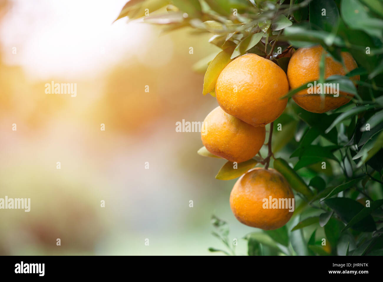 fresh orange hang on tree with flare light Stock Photo