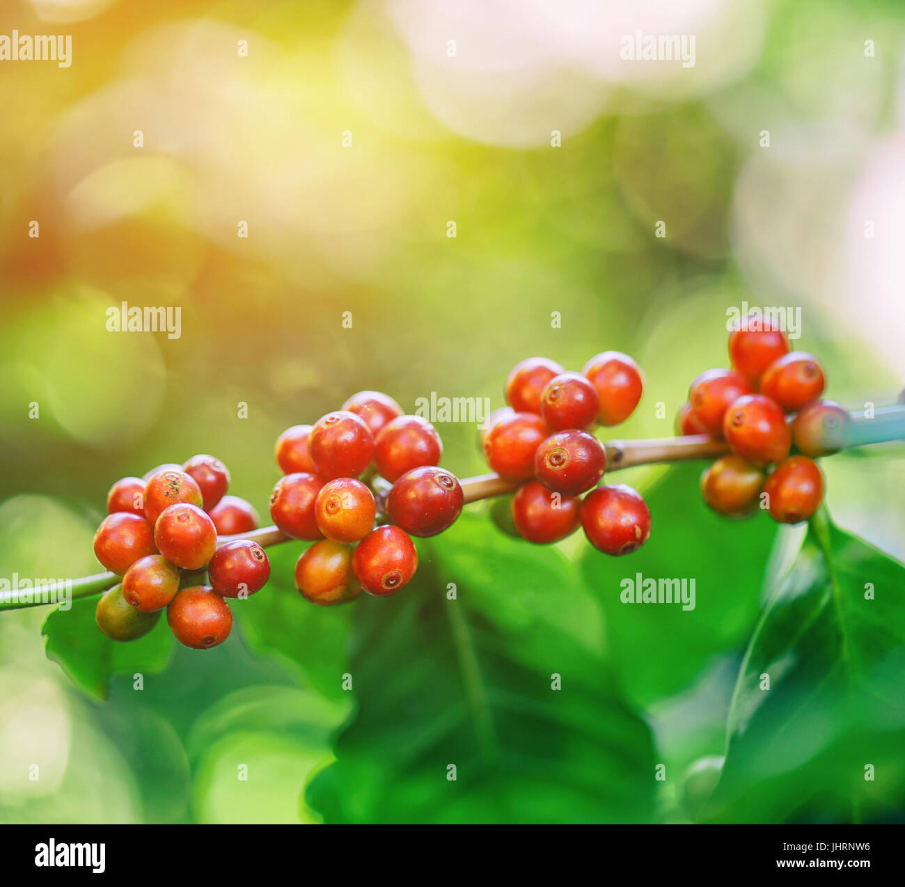 fresh coffee beans in coffee plants tree with flare light Stock Photo