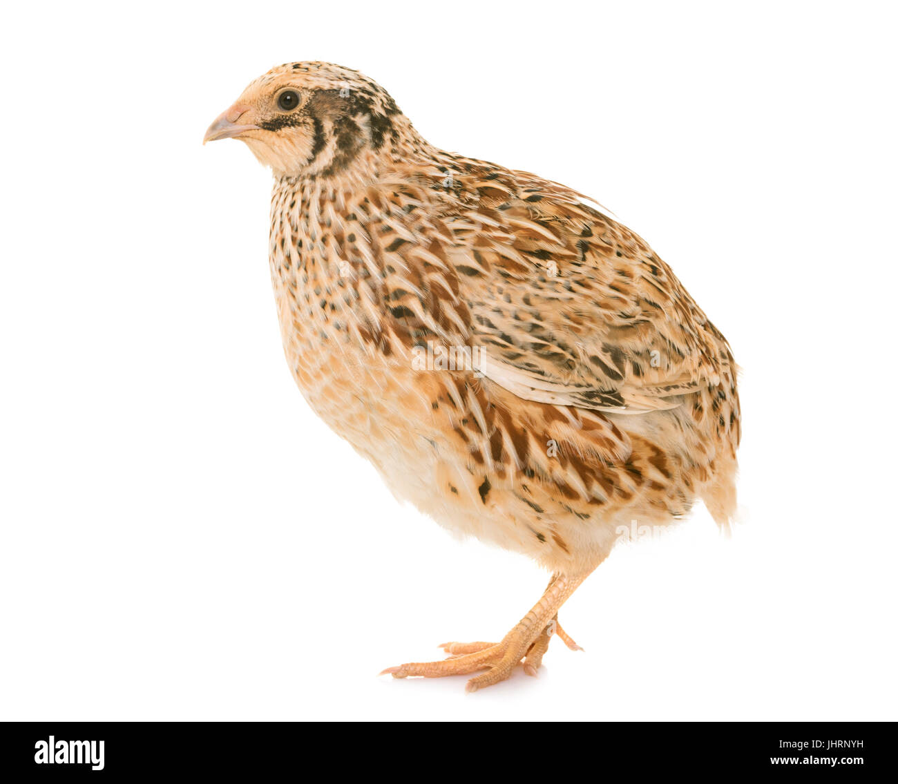 Female Harlequin Quail, Coturnix delegorguei, with its beak broken against ...