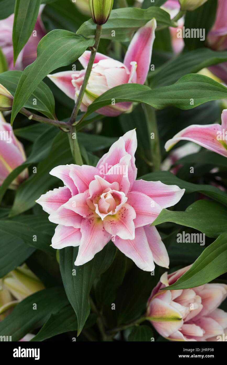 Lilium Roselily 'Isabella. Roselily Oriental Double Flower Stock Photo