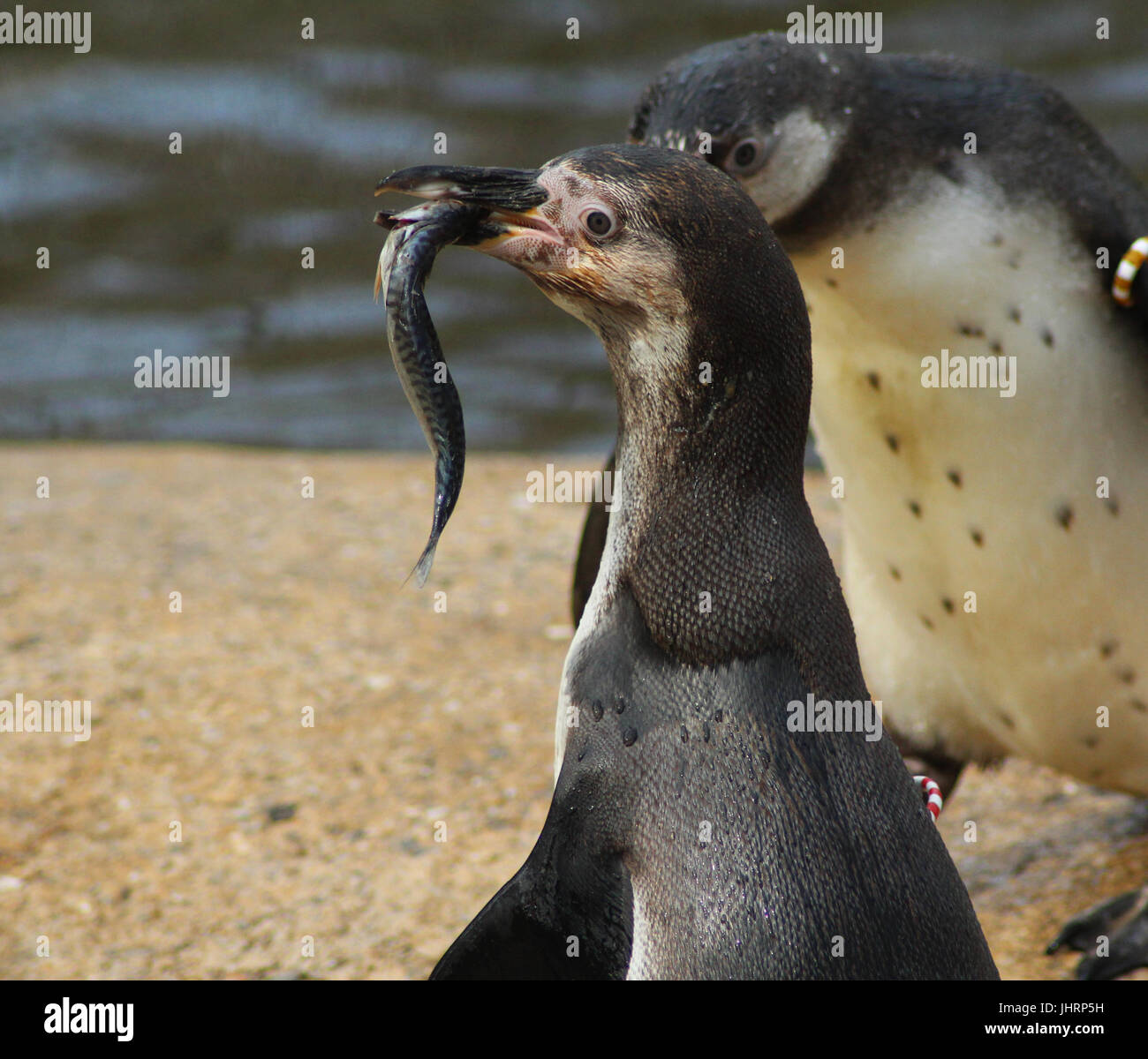 Group Humboldt penguin (Spheniscus humboldti Stock Photo - Alamy
