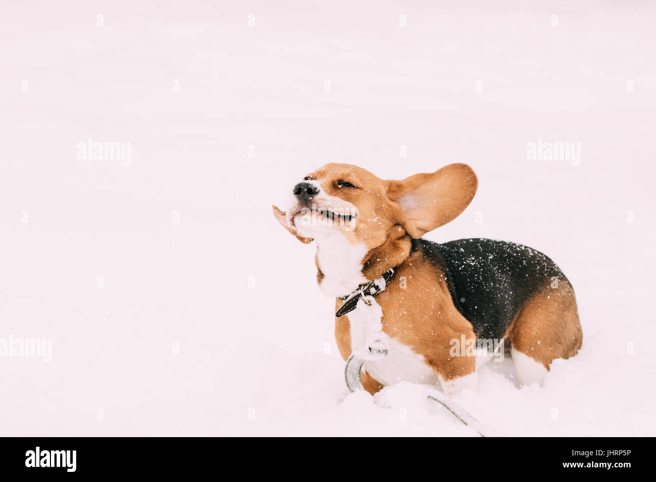Beautiful Funny Tricolor Puppy Of English Beagle Playing Fast Running In Snow At Winter Day. Beagle Is A Breed Of Small Hound, Similar In Appearance T Stock Photo