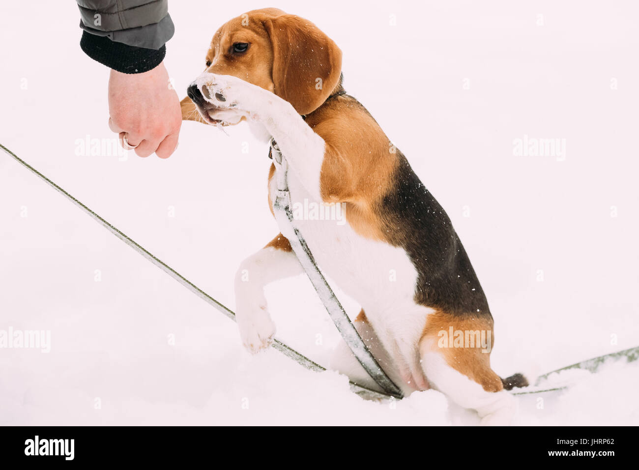 Beautiful Tricolor Puppy Of English Beagle Giving Paw To Owner, Shaking Hand And Paw. Friendship Between Pet, Dog And Human. Dog Playing In Snow At Wi Stock Photo