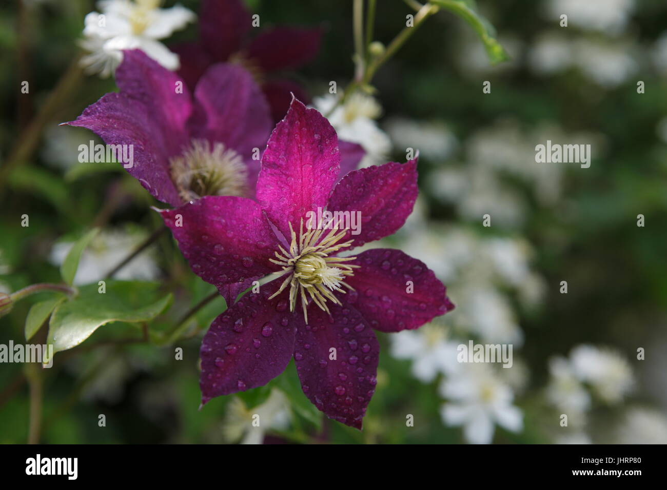 Flower, Clematis, Macro Stock Photo