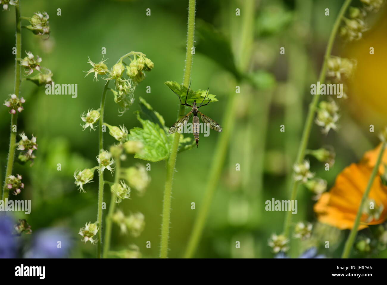 Insect on a flower Stock Photo