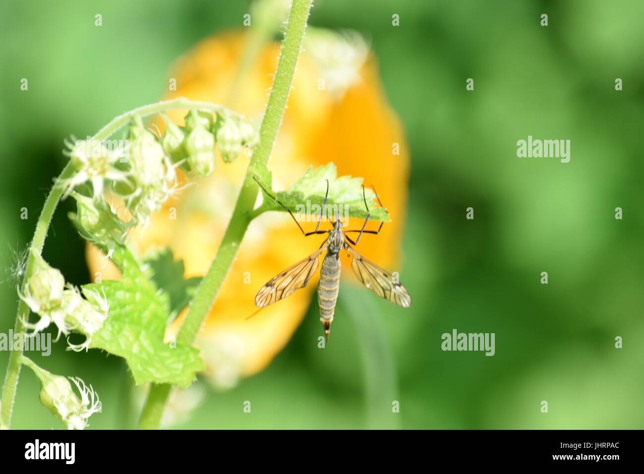 Insect flower plant hi-res stock photography and images - Alamy