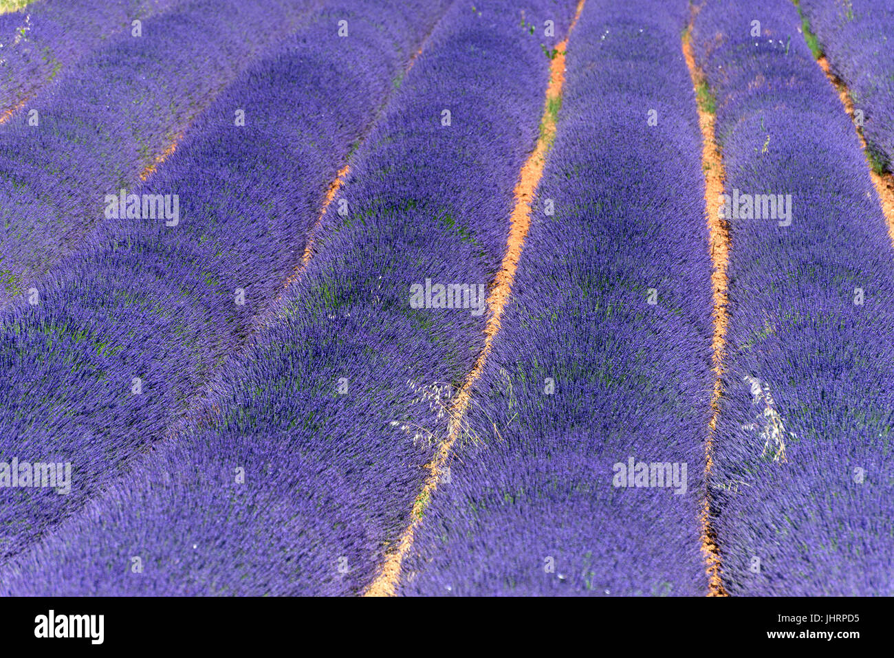 Lavender fields-traffic sign Roussillon, Provence France Stock Photo