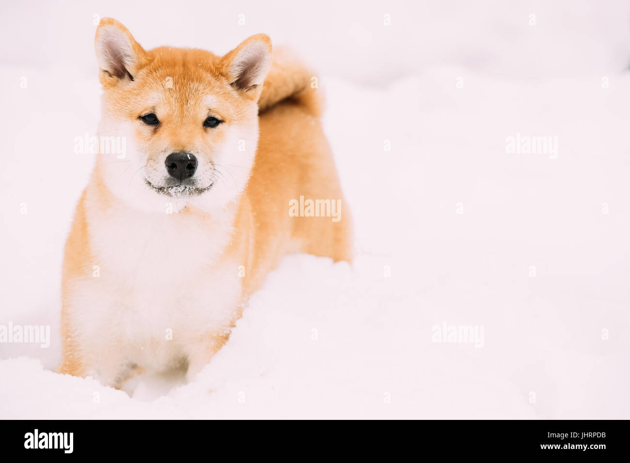 Young Japanese Small Size Shiba Inu Dog Play Outdoor In Snow