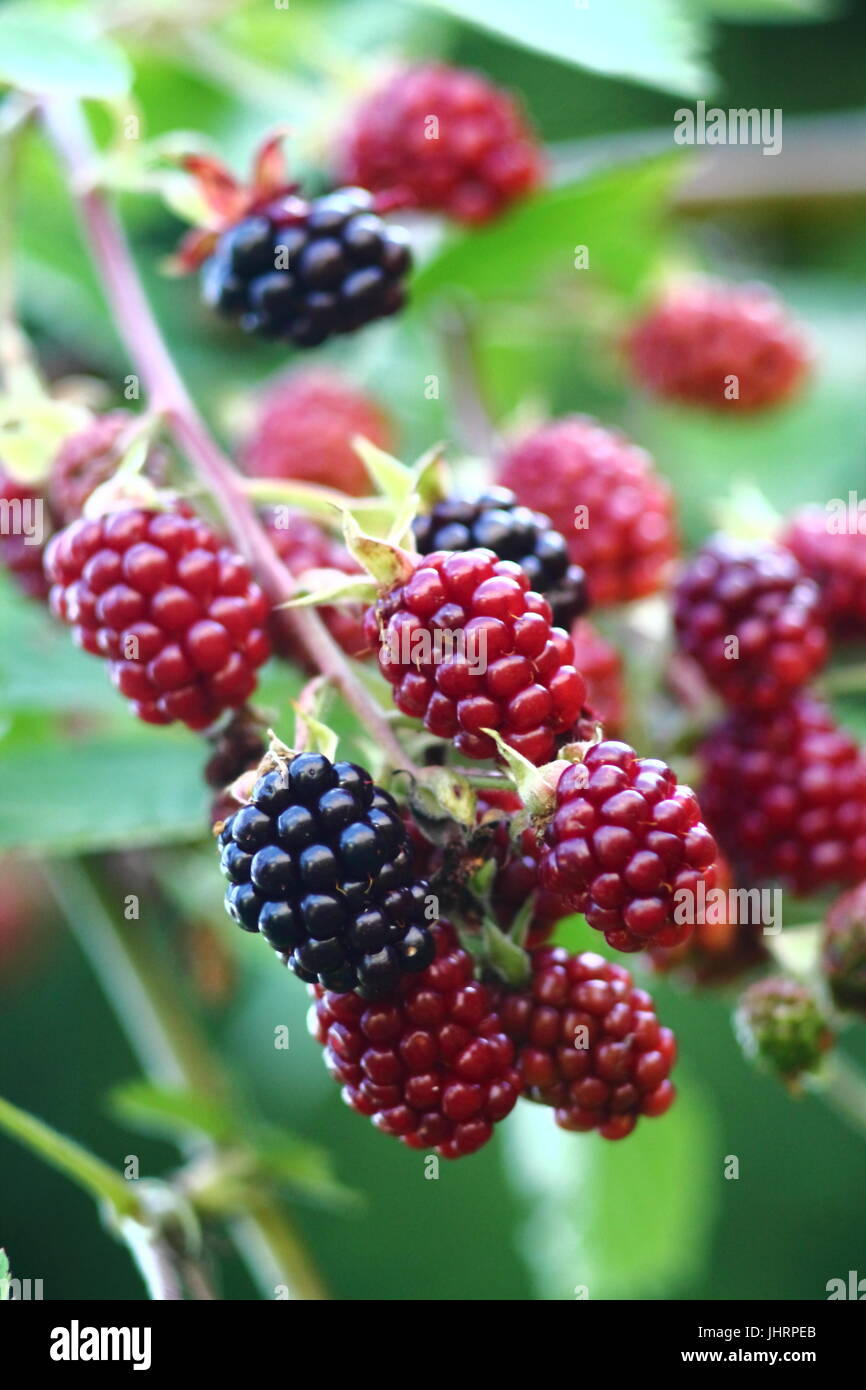 Wild blackberry branch in german garden. Branch with black riping bramble berries. Black fruit