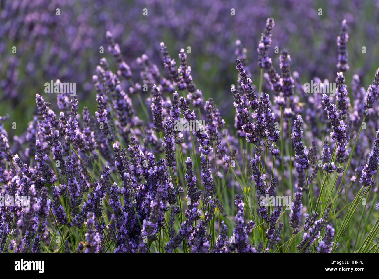 Lavender fields near Entrevennes, Provence, France Stock Photo