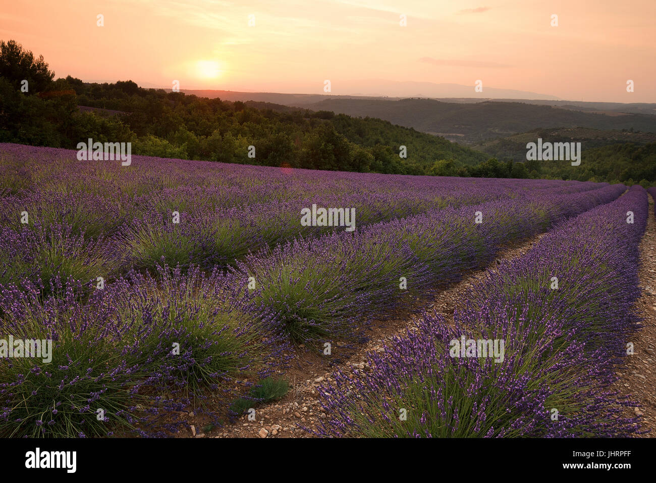 Lavender fields near Entrevennes, Provence, France Stock Photo Alamy