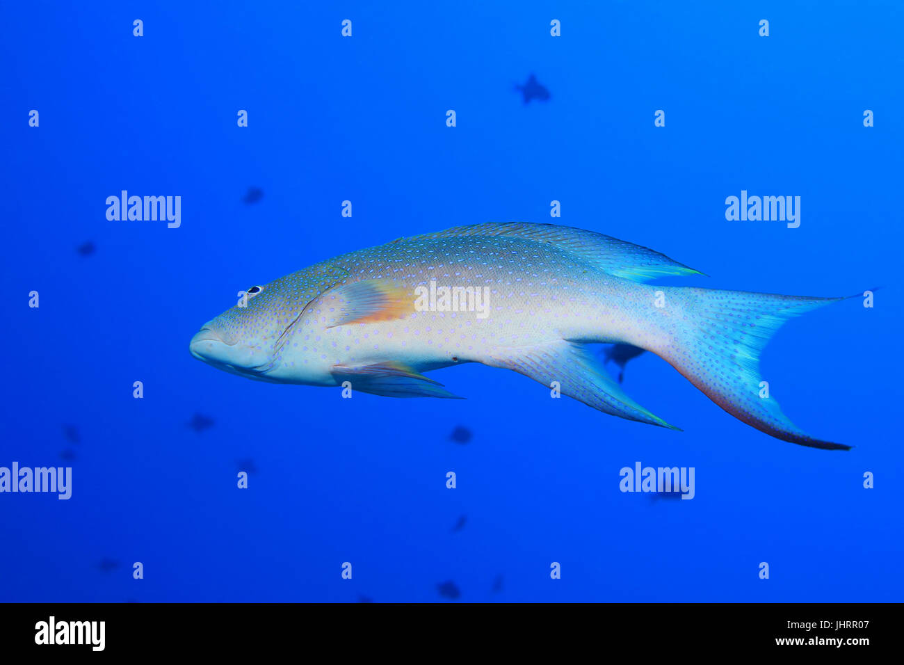 pic of grouper fish pic of grouper fish