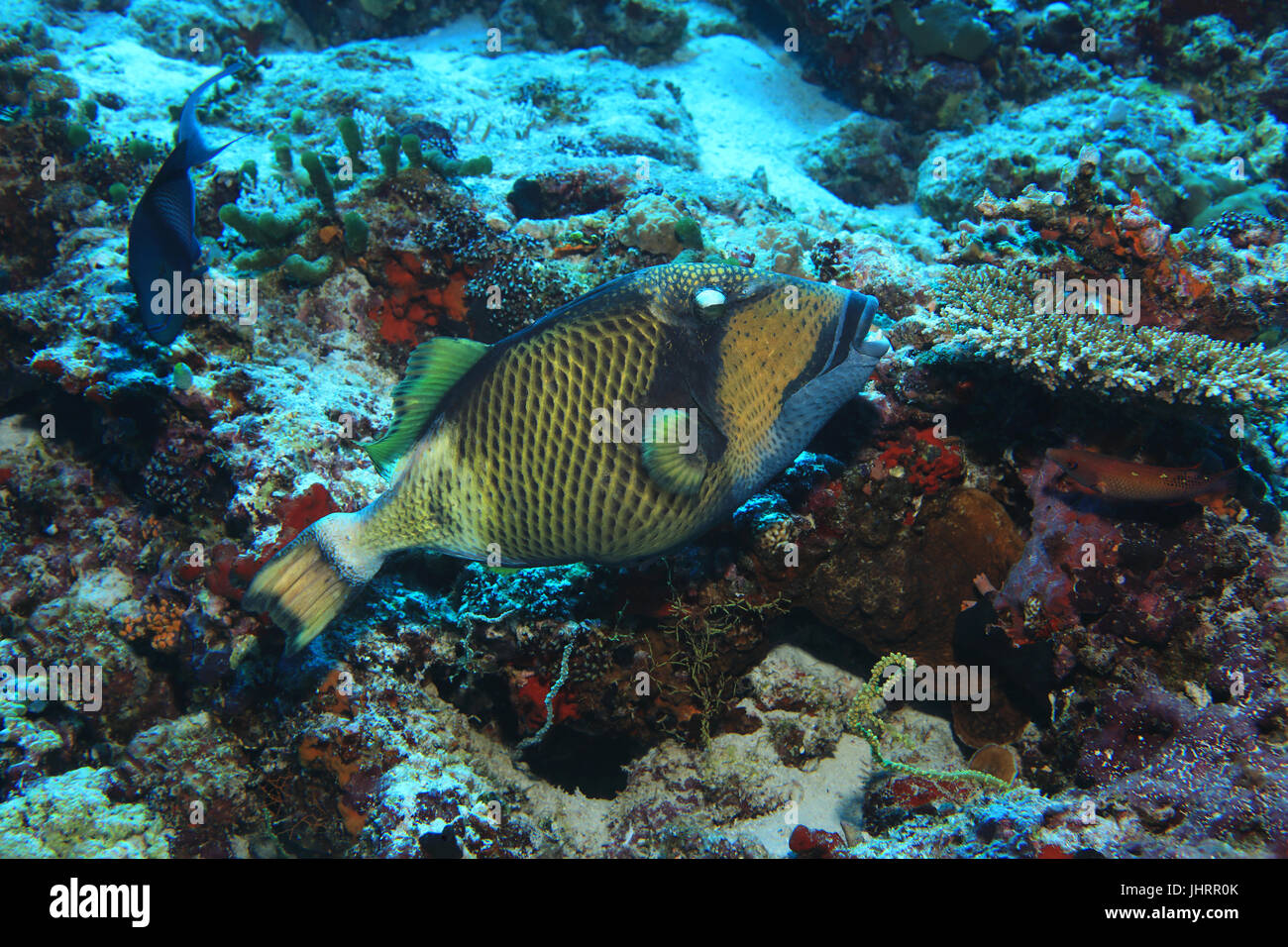 Titan triggerfish (Balistoides viridescens) underwater in the tropical reef of the indian ocean Stock Photo