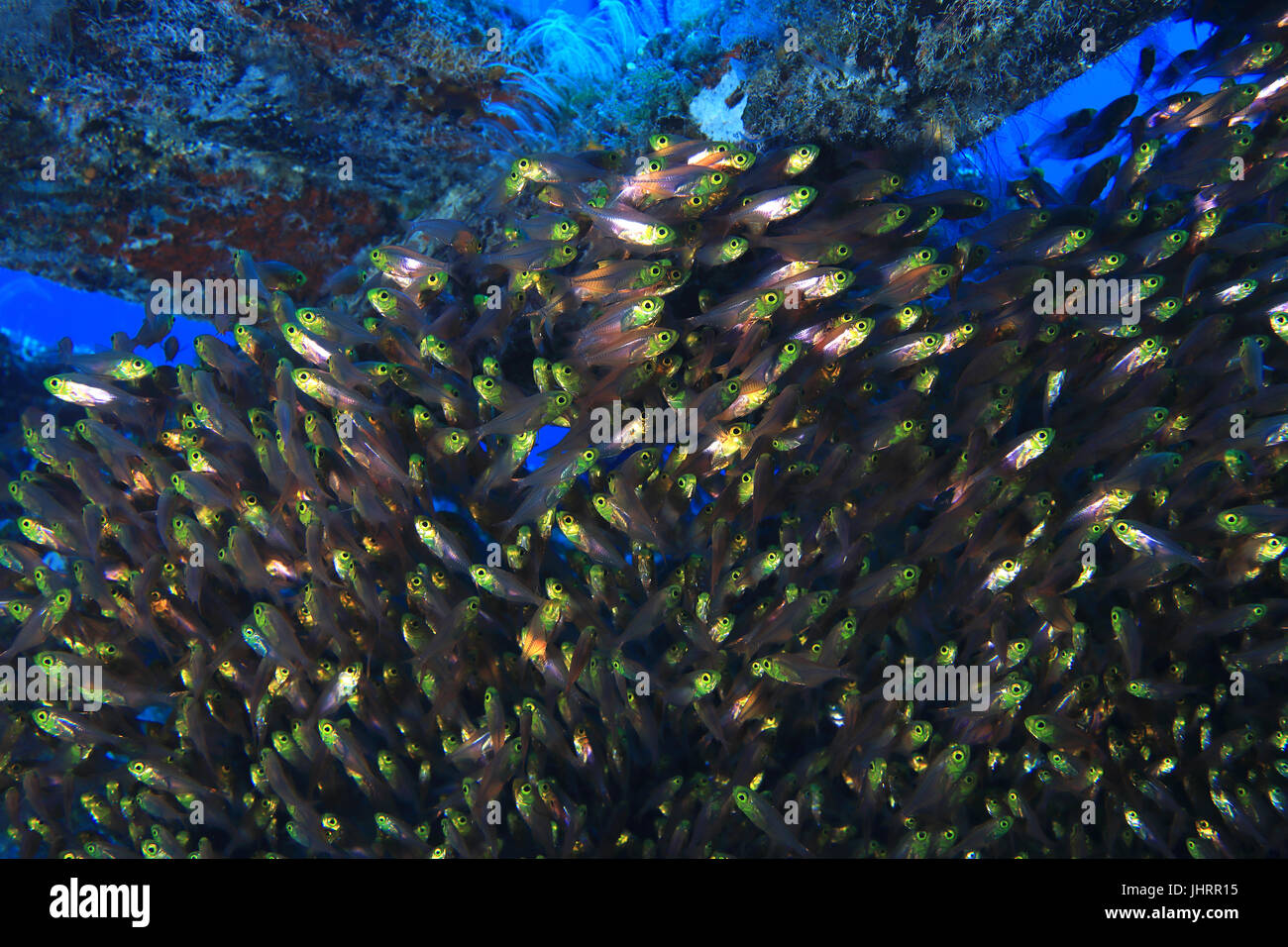 Pigmy sweeper fish (Parapriacanthus underwater in the