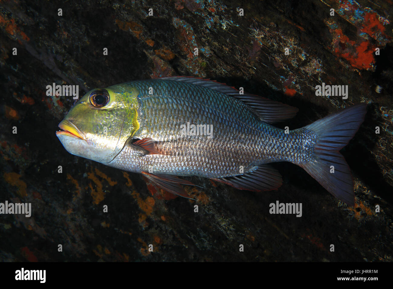 Humpnose big-eye bream (Monotaxis grandoculis) underwater in the tropical indian ocean Stock Photo