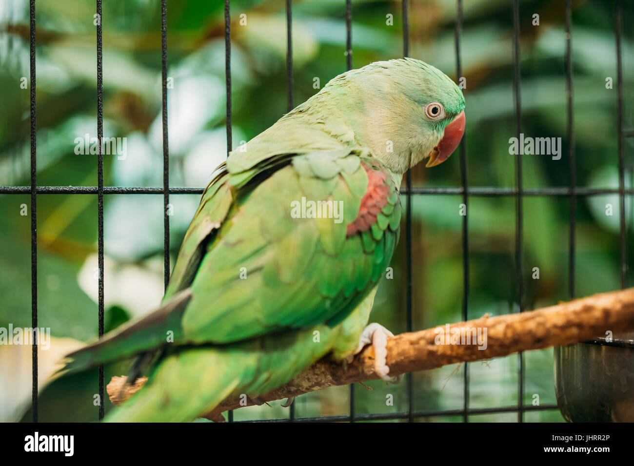 Alexandrine Parakeet Or Alexandrian Parrot Or Psittacula Eupatria Is A Member Of The Psittaciformes Order And Of The Family Psittaculidae. Two Birds I Stock Photo