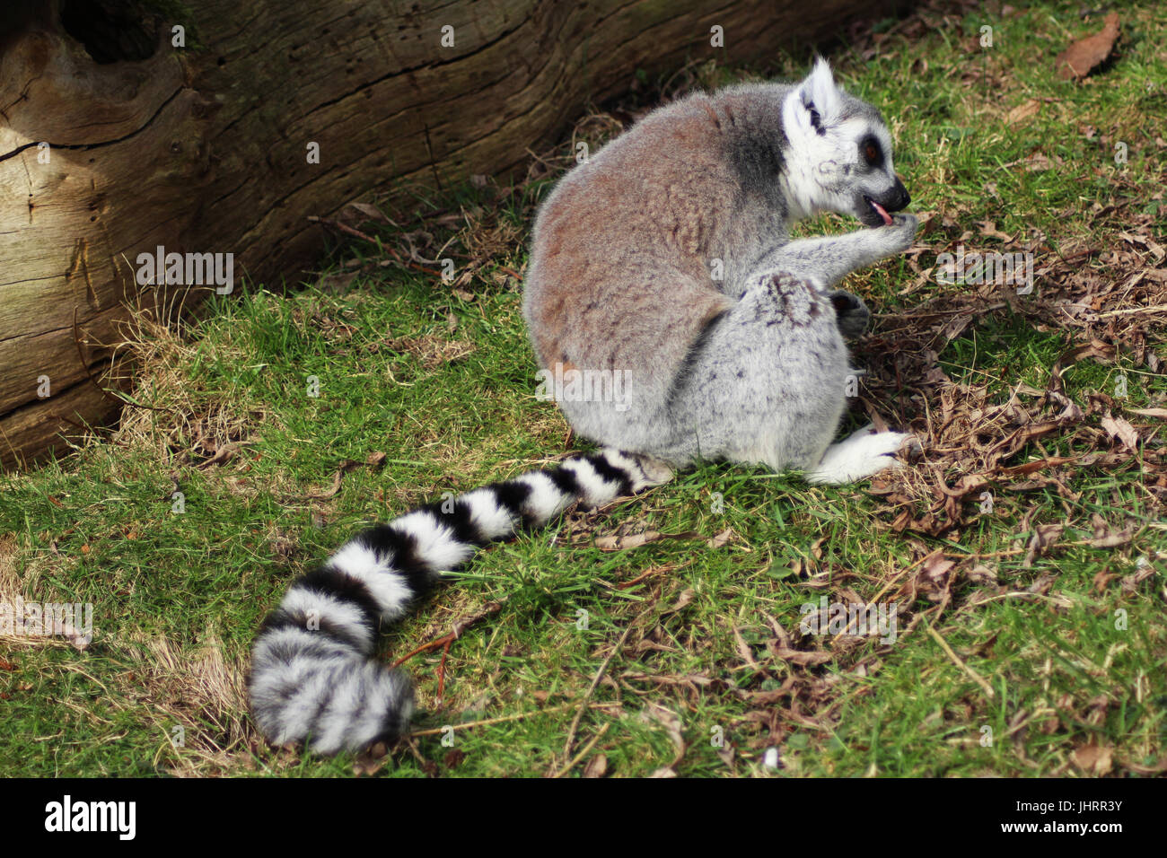 The ring-tailed lemur (Lemur catta) Stock Photo