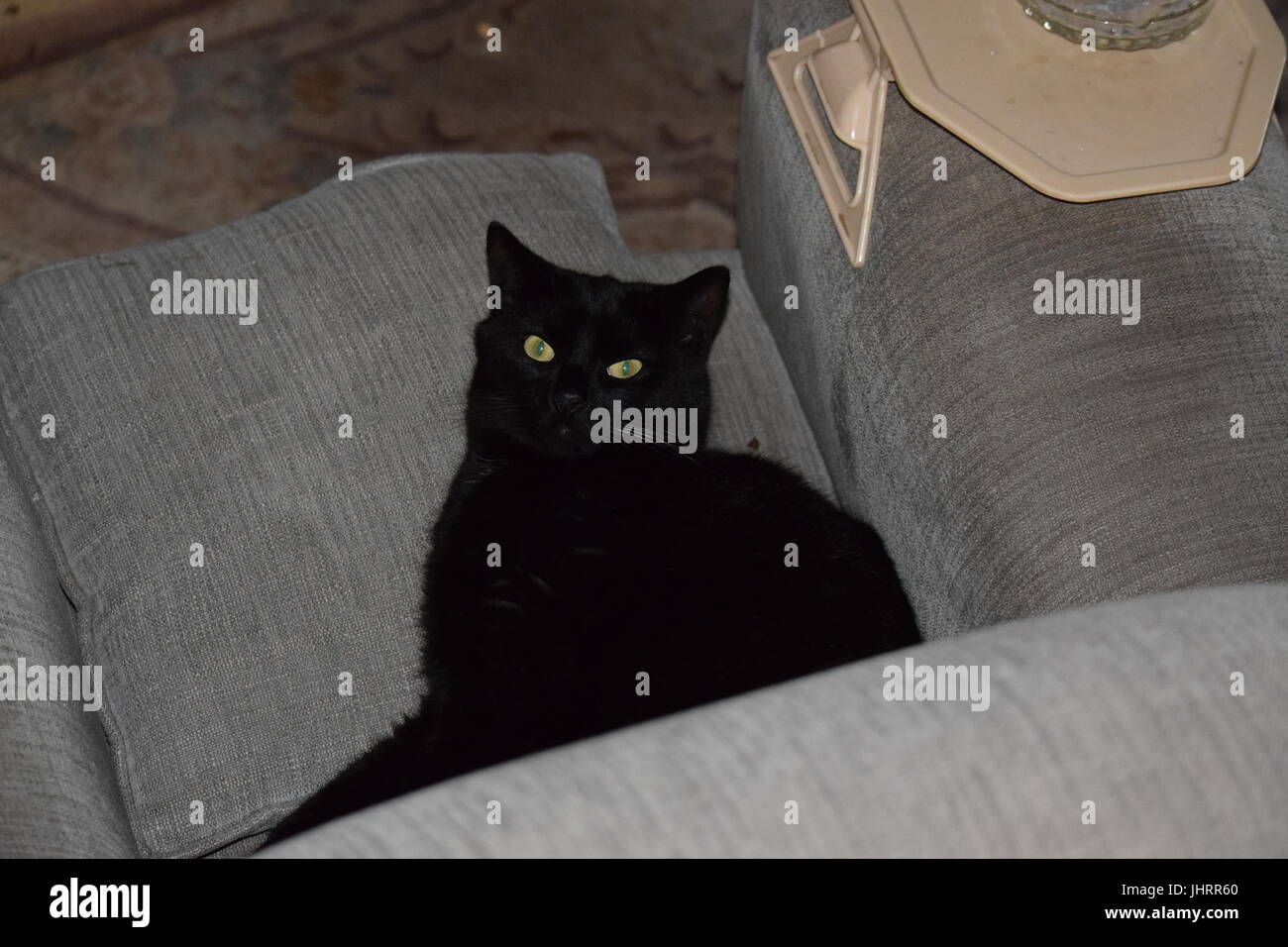 Black cat lying on chair hi-res stock photography and images - Alamy