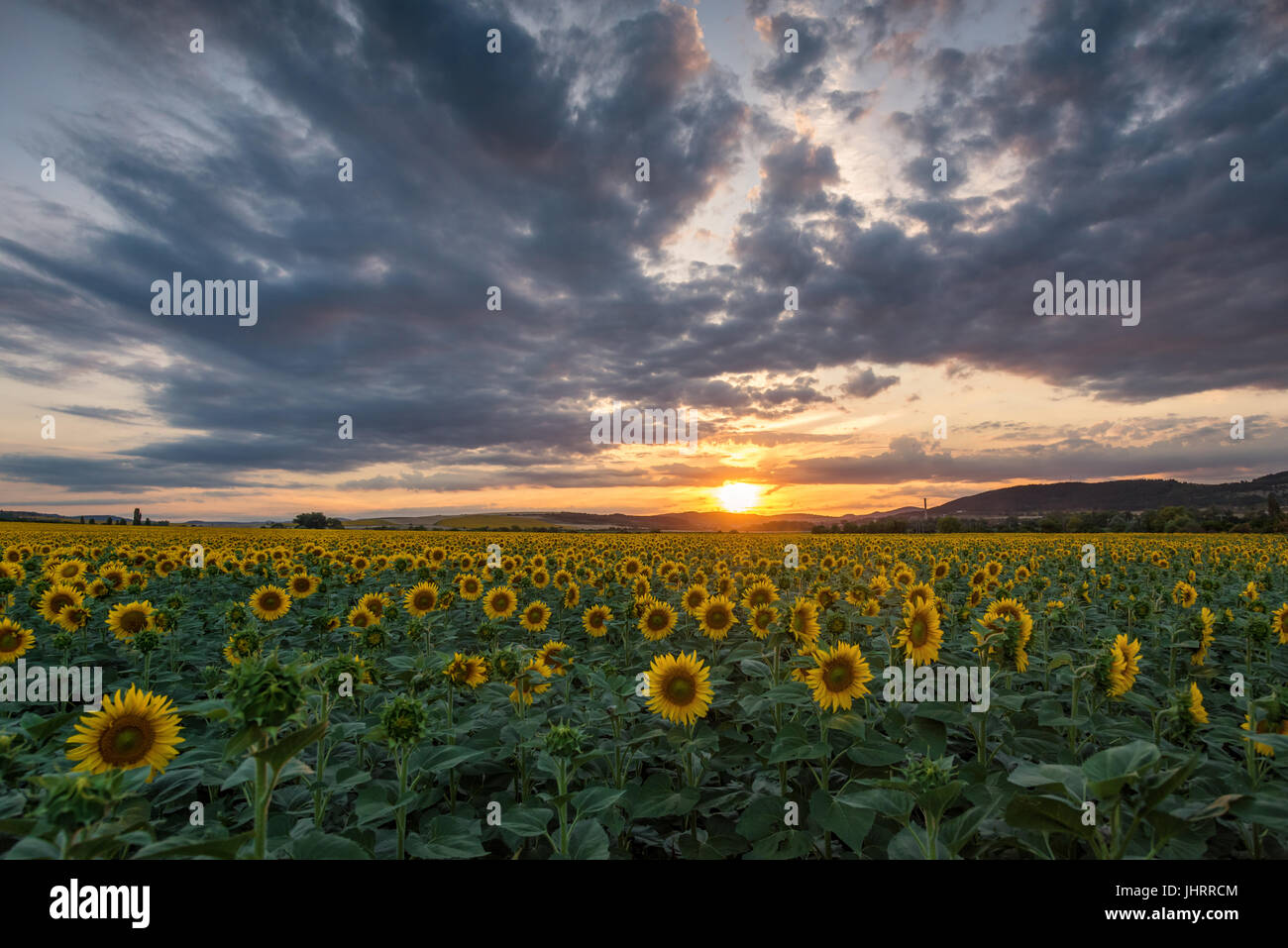 Sunflower field at sunset and dramatic sky Stock Photo - Alamy