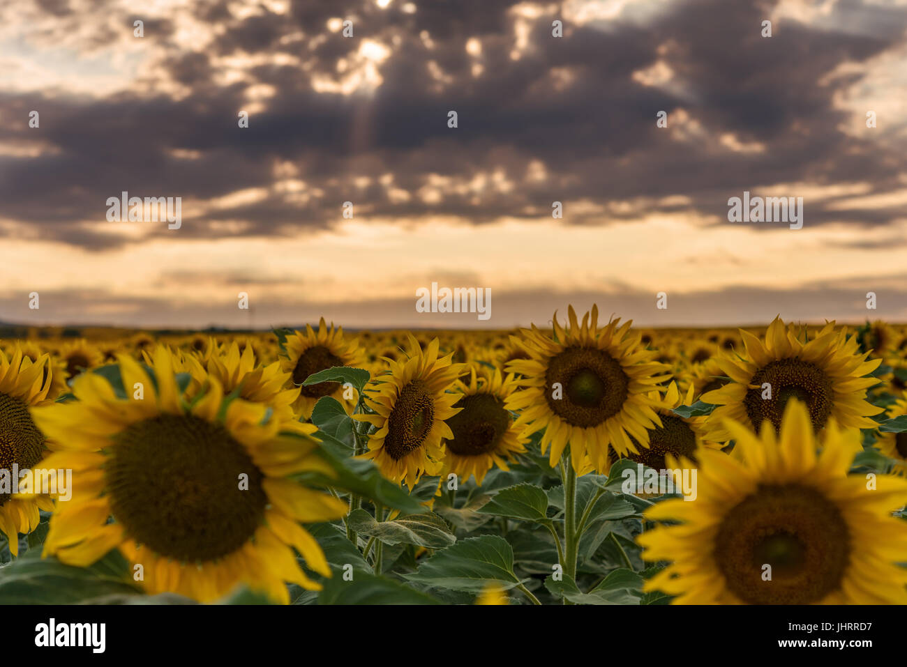 Sunflower field at sunset and dramatic sky Stock Photo - Alamy