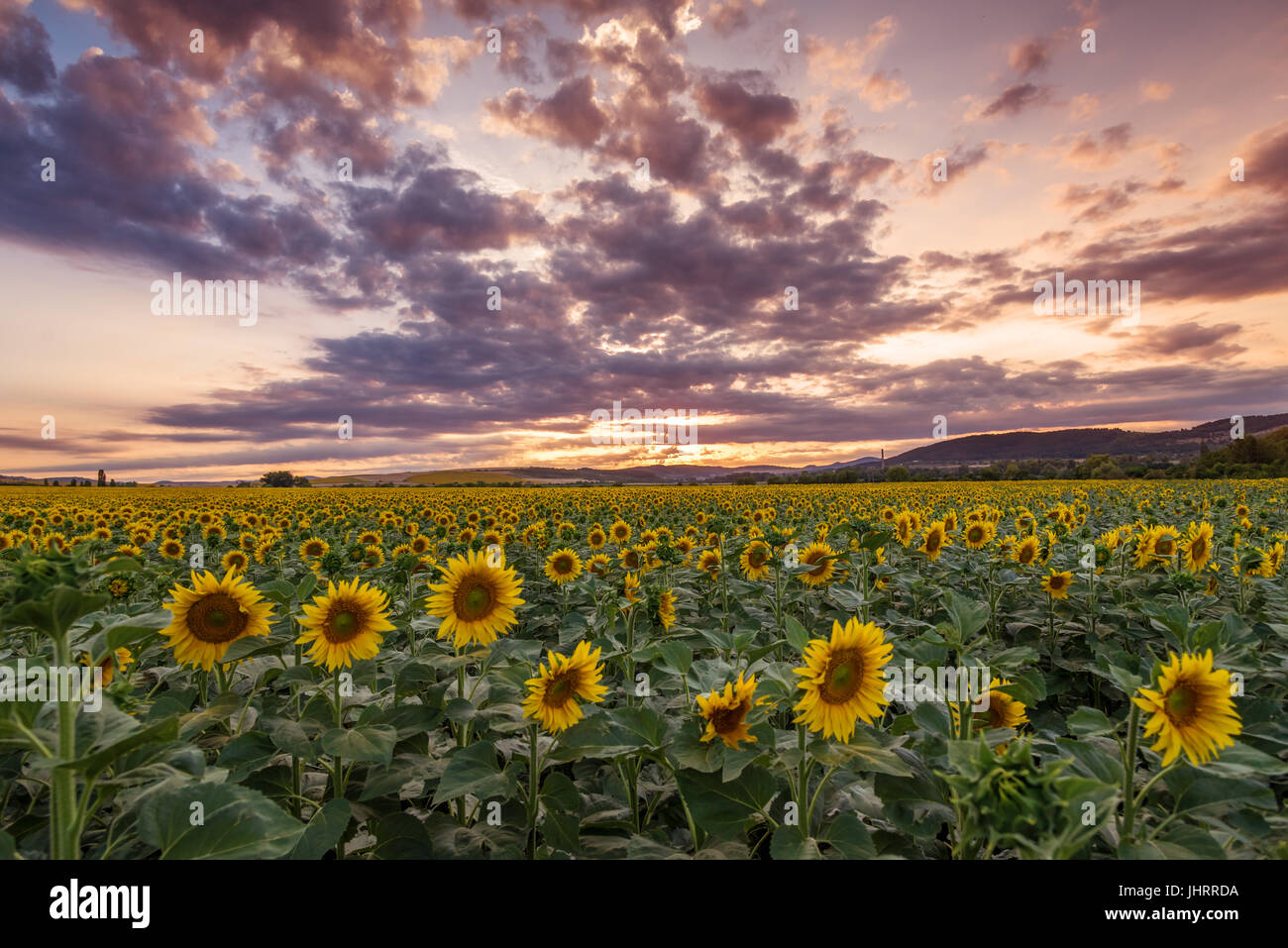 Sunflower field in rural area, under storm clouds, in summer Stock ...